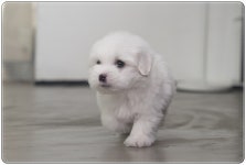 꼬똥드툴레아 분양, 강아지분양 【컴투펫】 강아지분양 대표브랜드 도그짱 No1201483