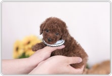 토이푸들 분양, 강아지분양 【컴투펫】 강아지분양 대표브랜드 도그짱 No1196740