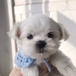 말티즈 분양, 강아지분양 오픈기념 말티즈 최저가 분양합니다 도그짱 No1196809
