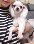 성견,성묘분양 아주이쁘고 작은 말티여아 - 도그짱 매매장터