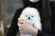 ★ 아담스펫 ★ 분양, 강아지분양 행복만땅 강아지 & 고양이분양 아담스펫 - 24시간 방문가능 도그짱 No1199118