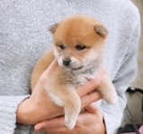 시바견 분양, 강아지분양 ◈◈전국최저가＃24시친절상담＃시바견◈◈ 도그짱 No
