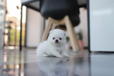 포메라니안 분양, 강아지분양 ■■24시상담■■전국당일배송■■강아지전문분양■■ 도그짱 No1199538