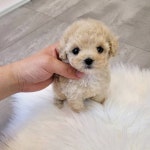 푸들 분양, 강아지분양 ★ 토이푸들 ★ 분양합니다~!!! 도그짱 No