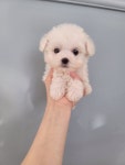 미니비숑 분양, 강아지분양 사랑둥이♥미니비숑♥전국당일분양가능! 도그짱 No1201177