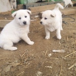 진돗개 분양, 강아지분양 [분양 완료] 진돗개 분양합니다~ 도그짱 No