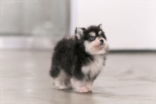 폼스키 분양, 강아지분양 【 코코펫 】 특수견 전문 전국최대분양 도그짱 No