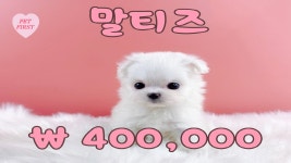 말티즈 분양, 강아지분양 ▶▶24시간 말티푸◀◀ 분양 ▶▶ 전국배송 용품지급 ◀◀ 도그짱 No