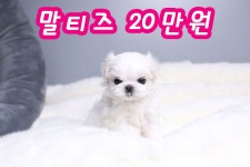 비숑프리제 분양, 강아지분양 비숑프리제 믿을 수 있는 관리샵에서 분양하세요 도그짱 No1207422