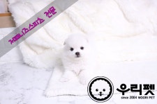 저패니즈스피츠 분양, 강아지분양 ♥건강한 저패니즈스피츠 믿을수 있는 반려견 관리사 우리펫 ♥♥ 도그짱 No
