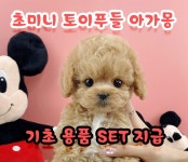 토이푸들 분양, 강아지분양 ▶▶24시간 토이푸들◀◀ 분양 ▶▶ 전국배송 용품지급 ◀◀ 도그짱 No1208316