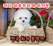 비숑프리제 분양, 강아지분양 ▶▶24시간 미니비숑프리제◀◀ 분양   ▶▶ 전국배송 용품지급◀◀ 도그짱 No