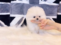 포메라니안 분양, 강아지분양 ▶▶▶0.1% 건강한 포메라니안 분양합니다◀◀◀ 도그짱 No