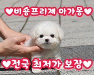 비숑프리제 분양, 강아지분양 ▶▶24시간 미니비숑프리제◀◀ 분양   ▶▶ 전국배송 용품지급◀◀ 도그짱 No