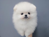 포메라니안 분양, 강아지분양 ♬★♪★ 24시간상담 전국배송 모량뿜뿜 포메라니안 분양 ★♪★♬ 도그짱 No