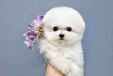 비숑프리제 분양, 강아지분양 ♬★♪★ 24시간상담 전국배송 모량뿜뿜 비숑 분양 ★♪★♬ 도그짱 No