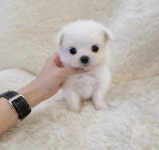 말티즈 분양, 강아지분양 기요미 말티즈 분양해요♥ 도그짱 No