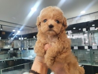 토이푸들 분양, 강아지분양 ☆토이푸들 아가들 분양중이에요 도그짱 No1216070