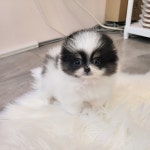 포메라니안 분양, 강아지분양 빵실빵실 귀여운 ★포메라니안★ 아가들 분양합니당~! 도그짱 No