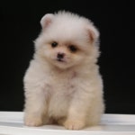 포메라니안 분양, 강아지분양 미니 싸이즈 화이트포메라니안 공주 도그짱 No