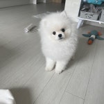 포메라니안 분양, 강아지분양 화이트 포메라니안 도그짱 No
