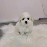 비숑프리제 분양, 강아지분양 사랑스러운 빵실이 ♥비숑♥ 아가들 분양합니다~! 도그짱 No