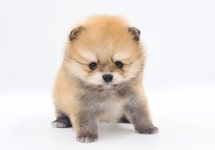 포메라니안 분양, 강아지분양 　◆포메분양◆ 미니사이즈/순종혈통서/전국이동분양/연계병원할인　 도그짱 No