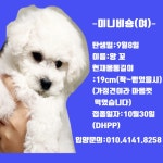 비숑프리제 분양, 강아지분양 미니비숑(가정견) 도그짱 No