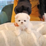 말티즈 분양, 강아지분양 ▶▶미니 말티즈 순종 ▶▶ 재난지원금 이용가능 전국당일배송 1년 건강보장 용품세트무료 라이프독 도그짱 No