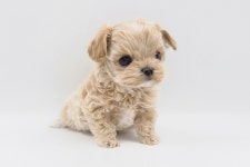 말티푸 분양, 강아지분양 　◆말티푸분양◆ 미니사이즈/순종혈통서/전국이동분양/연계병원할인　 도그짱 No1225625