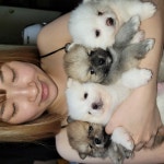 포메라니안 분양, 강아지분양 포메 가정견분양 도그짱 No