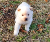 진돗개 분양, 강아지분양 챔피온 백범 혈통 진돗개 도그짱 No