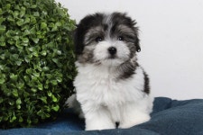 꼬똥드툴레아 분양, 강아지분양 귀여운 꼬똥드툴레아 아가들을 분양합니다 도그짱 No1262526