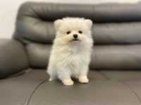 포메라니안 분양, 강아지분양 <♡전국 최저가 분양♡> ★예약분양 가능★전국 출장분양 가능★ 도그짱 No