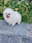 포메라니안 분양, 강아지분양 화이트포메 도그짱 No