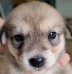 진돗개 분양, 강아지분양 예쁜 진돗개 강아지 저렴하게 분양합니다.^^ 도그짱 No