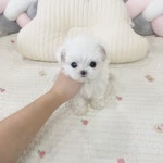 말티즈 분양, 강아지분양 말티즈 분양합니당 도그짱 No