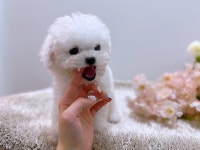 비숑프리제 분양, 강아지분양 ☆☆25만★전국최저가★비숑☆☆ 도그짱 No1262412