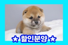 시바견 분양, 강아지분양 ★[10월할인분양]★시바이누★건강보장 확실한 곳! 안심분양해요★ 도그짱 No