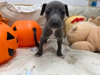 이탈리안 그레이하운드 분양, 강아지분양 이탈리안그레이하운드 최저가 분양보냅니다~~! 도그짱 No