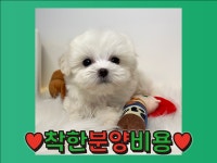 말티즈 분양, 강아지분양 ♥착한분양비용으로 입양하세요♥ 도그짱 No