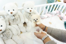 포메라니안 분양, 강아지분양 크림 미니포메라니안 왕자님 [김해] 도그짱 No