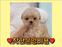 토이푸들 분양, 강아지분양 ♥착한분양비용으로 입양하세요♥ 도그짱 No