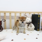 시바견 분양, 강아지분양 ■■30만원■■전국당일배송■■강아지전문분양■■ 도그짱 No