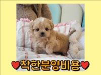 말티푸 분양, 강아지분양 ♥착한분양비용으로 입양하세요♥ 도그짱 No