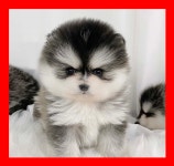 폼스키 분양, 강아지분양 ♡♡♡폼스키 댕댕이♡♡♡ 도그짱 No