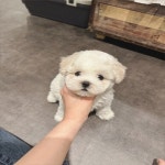 비숑프리제 분양, 강아지분양 ★☆★☆비숑프리제 연말 착한분양★☆★☆ 도그짱 No