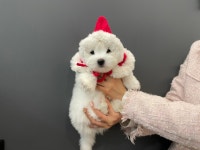 꼬똥드툴레아 분양, 강아지분양 꼬동드툴레아 분양 국내유일!! 1년 건장보장!! 도그짱 No