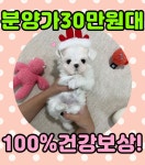 국내유일 안심분양 서비스 - 도그짱