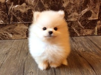 국내유일 안심분양 서비스 - 도그짱